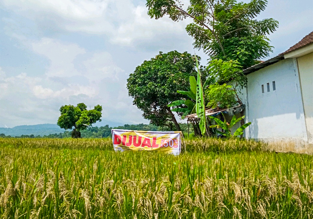 TANAH DI KAB. SITUBONDO - WOFF787-1